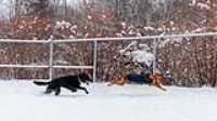 18_doggo_park_snow_24-70