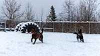 19_doggo_park_snow_24-70