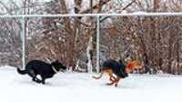 20_doggo_park_snow_24-70