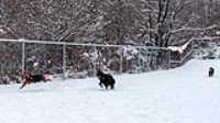 21_doggo_park_snow_24-70