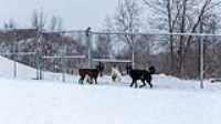 22_doggo_park_snow_24-70