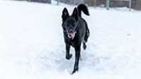 23_doggo_park_snow_24-70