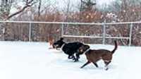 24_doggo_park_snow_24-70