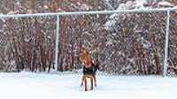25_doggo_park_snow_24-70