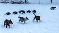 29_doggo_park_snow_24-70