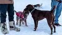 31_doggo_park_snow_24-70