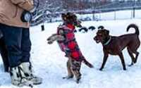 32_doggo_park_snow_24-70