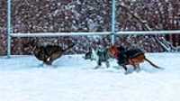 34_doggo_park_snow_24-70