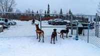35_doggo_park_snow_24-70