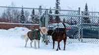 36_doggo_park_snow_24-70