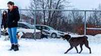 37_doggo_park_snow_24-70