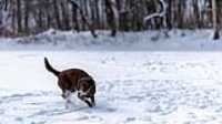 07_r6mk3_70-200-taiga_snow