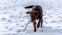 08_r6mk3_70-200-taiga_snow