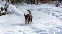 11_r6mk3_70-200-taiga_snow