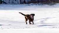 12_r6mk3_70-200-taiga_snow