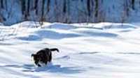 13_r6mk3_70-200-taiga_snow