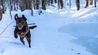 15_r6mk3_70-200-taiga_snow