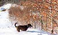 17_r6mk3_70-200-taiga_snow
