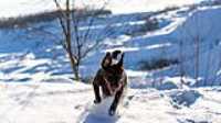 19_r6mk3_70-200-taiga_snow