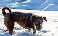 20_r6mk3_70-200-taiga_snow