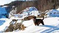 22_r6mk3_70-200-taiga_snow