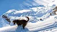 23_r6mk3_70-200-taiga_snow