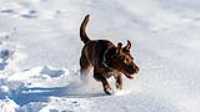 24_r6mk3_70-200-taiga_snow