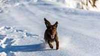 25_r6mk3_70-200-taiga_snow