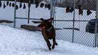 05_doggo_park_70-200