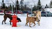 09_doggo_park_70-200