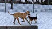 11_doggo_park_70-200