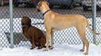 12_doggo_park_70-200