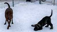 14_doggo_park_70-200