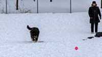 15_doggo_park_70-200