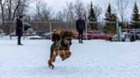 19_doggo_park_70-200
