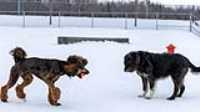 21_doggo_park_70-200
