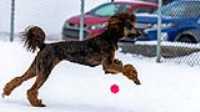 22_doggo_park_70-200