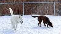 25_doggo_park_70-200