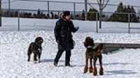 26_doggo_park_70-200