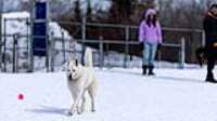 28_doggo_park_70-200