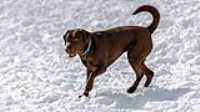 32_doggo_park_70-200
