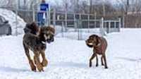 39_doggo_park_70-200