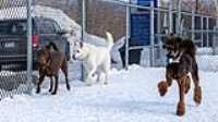 40_doggo_park_70-200