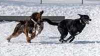 48_doggo_park_70-200