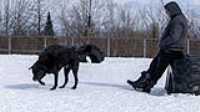 55_doggo_park_70-200