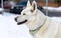 59_doggo_park_70-200