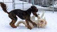 64_doggo_park_70-200