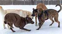 67_doggo_park_70-200