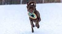 83_doggo_park_70-200