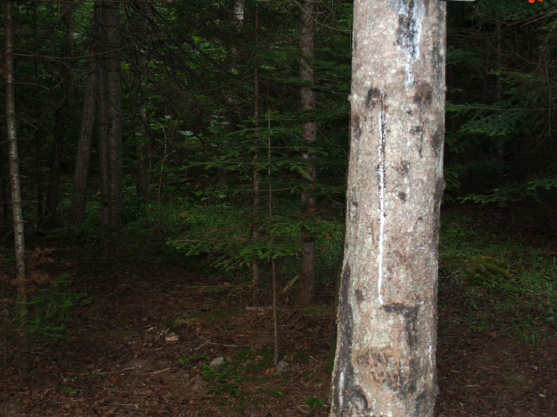 129-arbre_morve